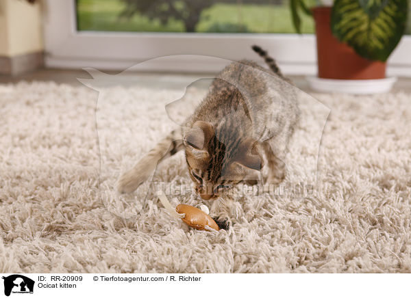 Ocicat kitten / RR-20909