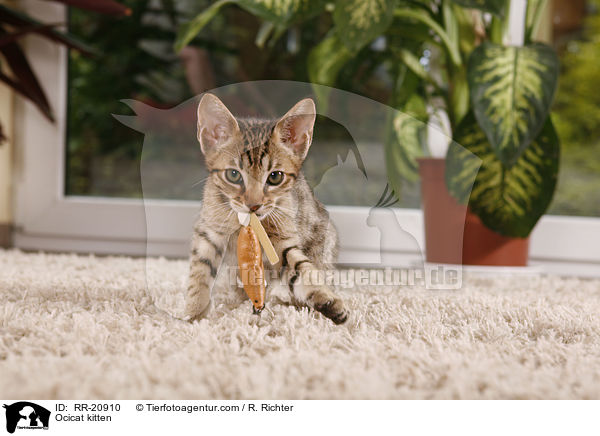 Ocicat kitten / RR-20910