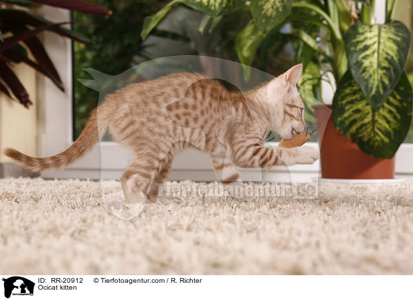 Ocicat kitten / RR-20912