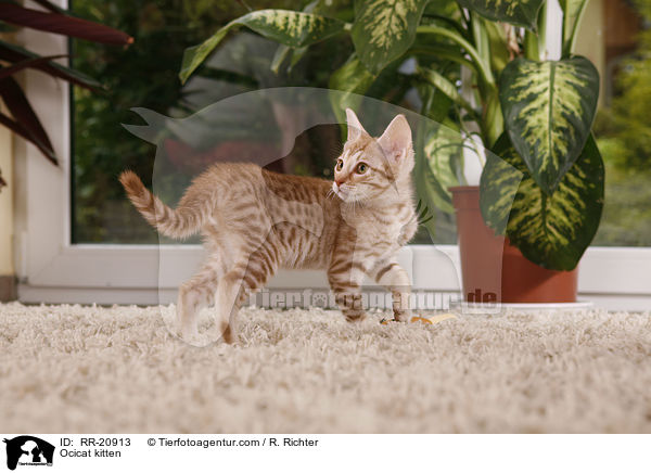 Ocicat kitten / RR-20913