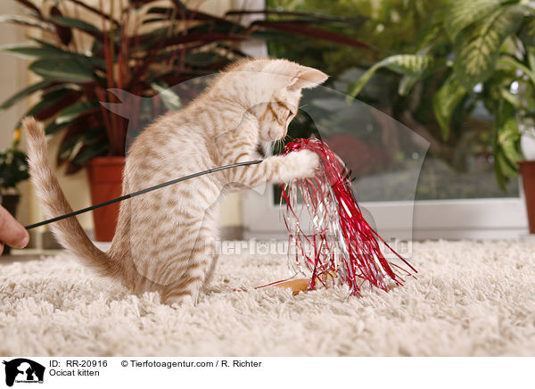 Ocicat kitten / RR-20916