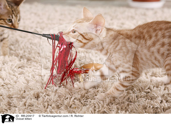 Ocicat kitten / RR-20917