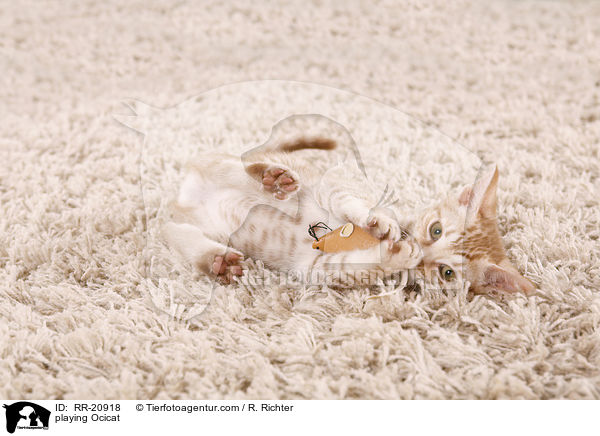 playing Ocicat / RR-20918