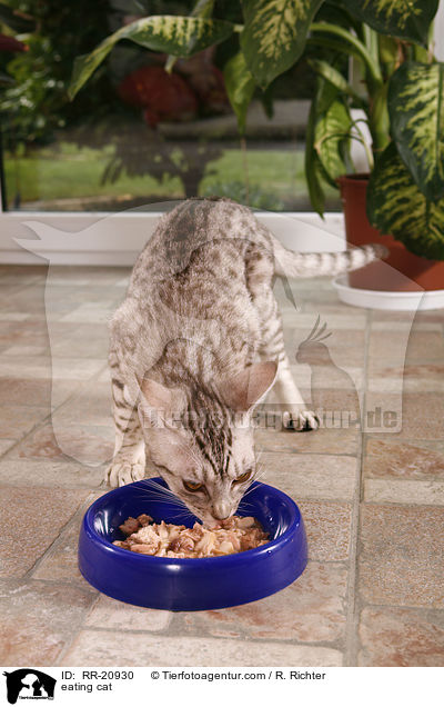fressende Katze / eating cat / RR-20930