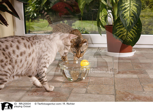 spielende Ocicat / playing Ocicat / RR-20934