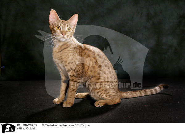 sitzende Ocicat / sitting Ocicat / RR-20962