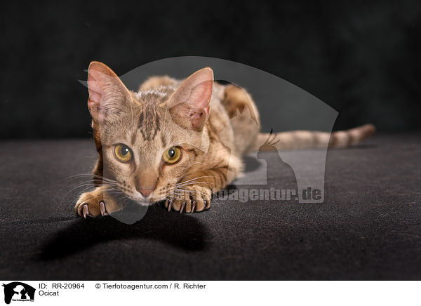 Ocicat / Ocicat / RR-20964