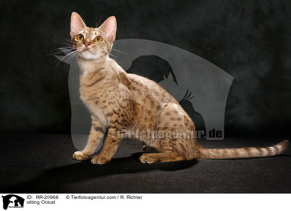 sitzende Ocicat / sitting Ocicat / RR-20968