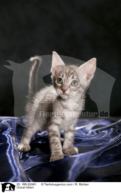 Ocicat kitten / RR-20981