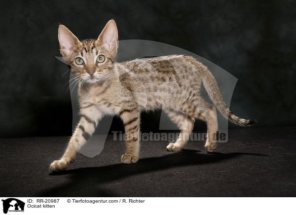 Ocicat kitten / RR-20987