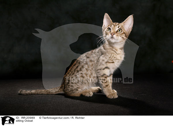 sitting Ocicat / RR-20989