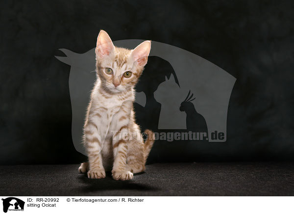 sitting Ocicat / RR-20992