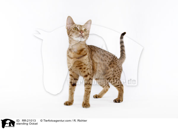stehende Ocicat / standing Ocicat / RR-21013