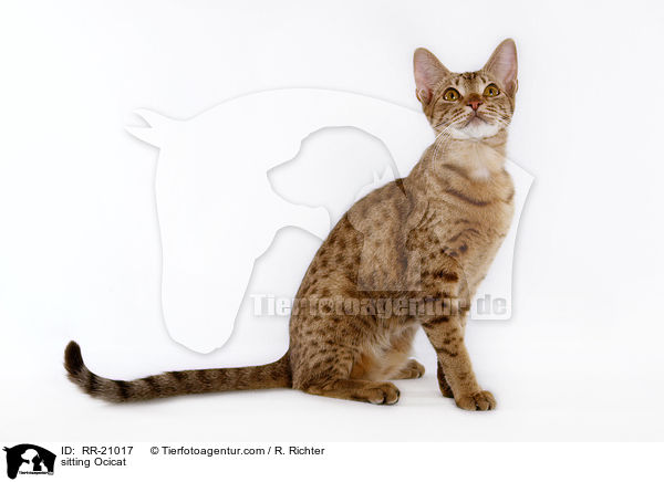 sitzende Ocicat / sitting Ocicat / RR-21017