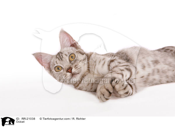Ocicat / Ocicat / RR-21038
