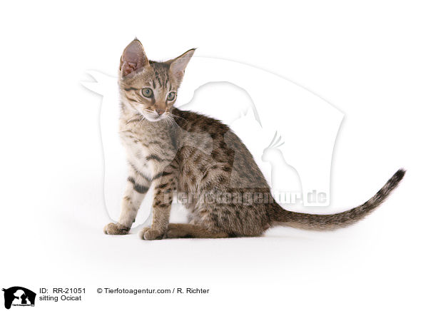 sitting Ocicat / RR-21051