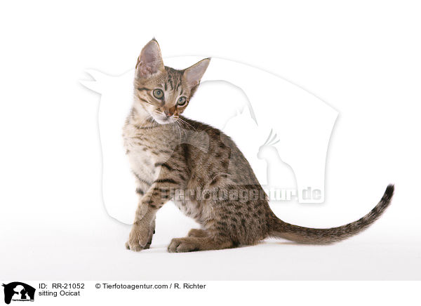 sitting Ocicat / RR-21052