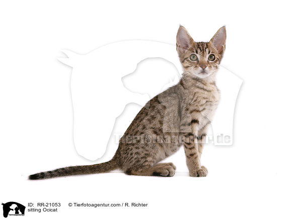 sitting Ocicat / RR-21053