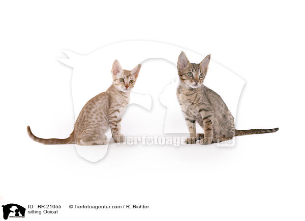 sitting Ocicat / RR-21055
