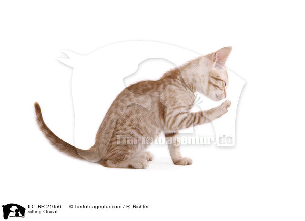 sitting Ocicat / RR-21056