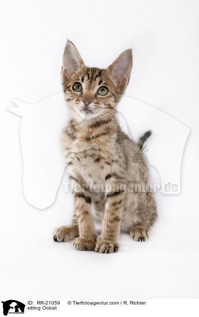 sitting Ocicat / RR-21059