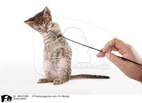 Ocicat kitten / RR-21060