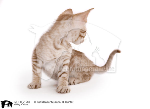 sitting Ocicat / RR-21066