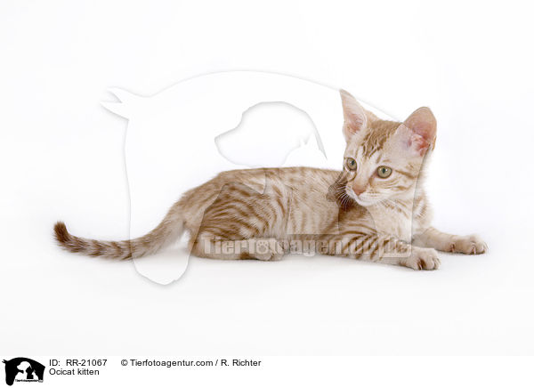 Ocicat kitten / RR-21067
