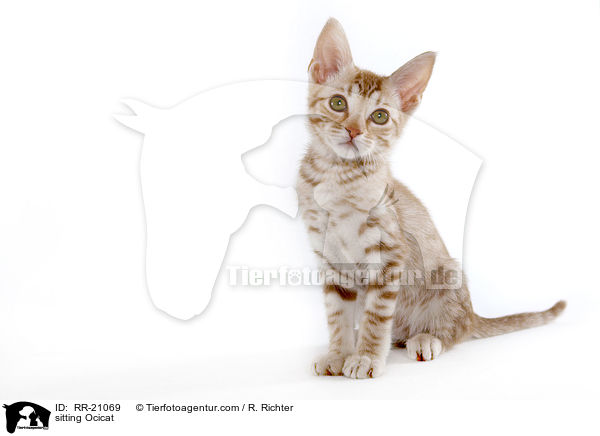 sitting Ocicat / RR-21069