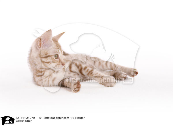 Ocicat kitten / RR-21070