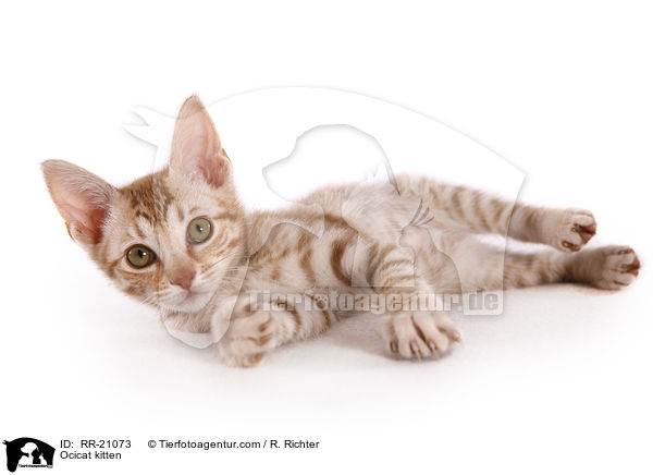 Ocicat kitten / RR-21073