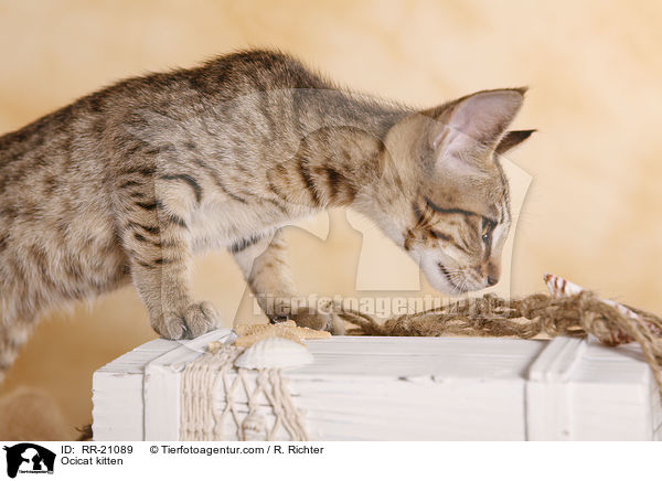 Ocicat Ktzchen / Ocicat kitten / RR-21089