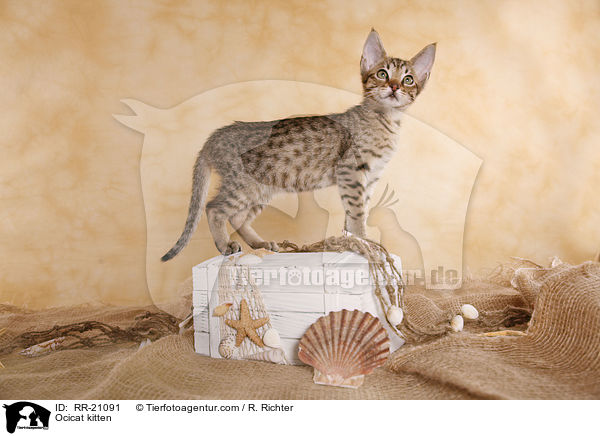 Ocicat Ktzchen / Ocicat kitten / RR-21091