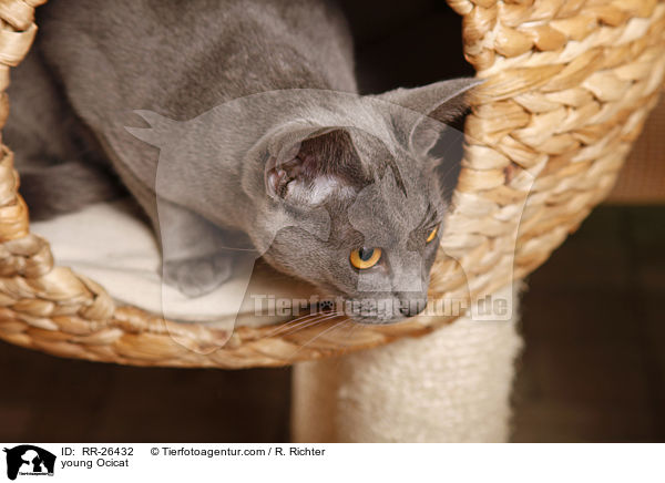 junge Ocicat / young Ocicat / RR-26432