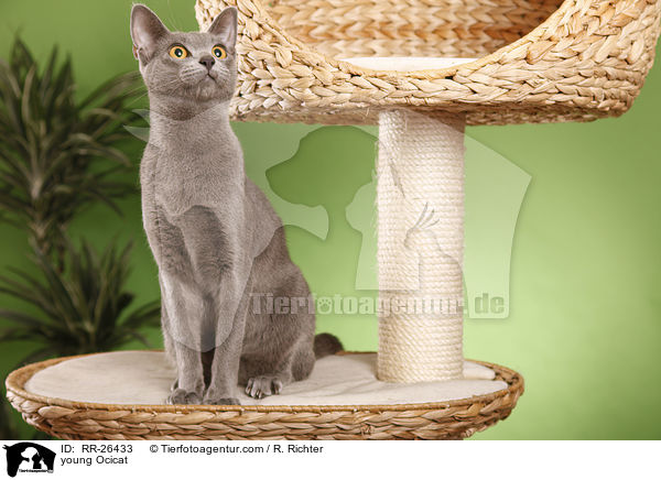 junge Ocicat / young Ocicat / RR-26433