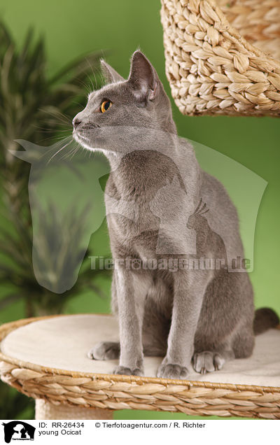 junge Ocicat / young Ocicat / RR-26434