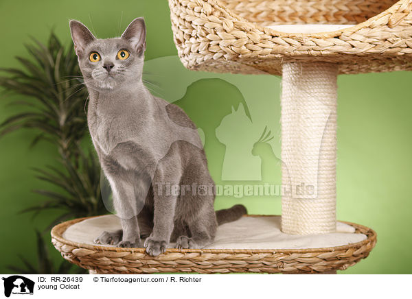 junge Ocicat / young Ocicat / RR-26439