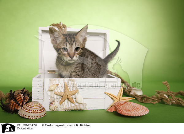 Ocicat Ktzchen / Ocicat kitten / RR-26476