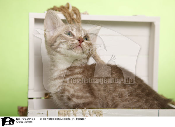 Ocicat Ktzchen / Ocicat kitten / RR-26478
