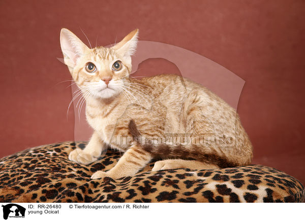 junge Ocicat / young Ocicat / RR-26480