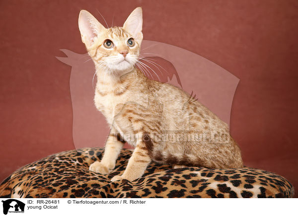 junge Ocicat / young Ocicat / RR-26481