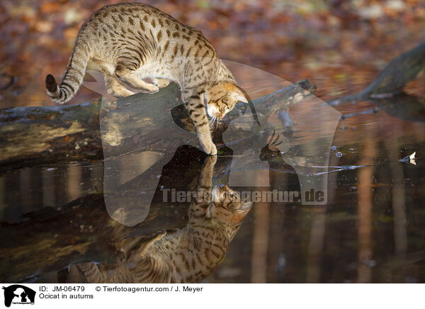 Ocicat im Herbst / Ocicat in autums / JM-06479