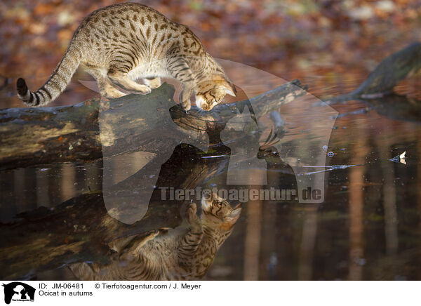 Ocicat im Herbst / Ocicat in autums / JM-06481