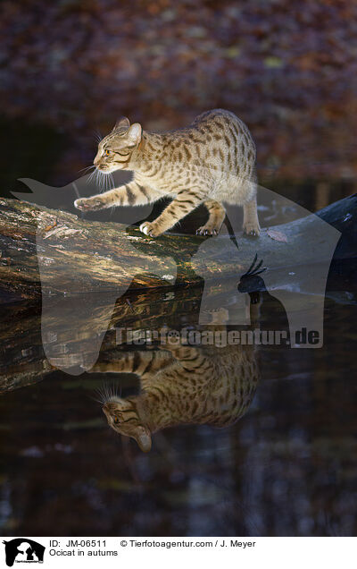 Ocicat im Herbst / Ocicat in autums / JM-06511