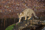 Ocicat in autums