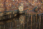 Ocicat in autums