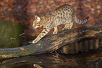 Ocicat in autums