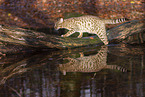 Ocicat in autums