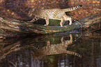 Ocicat in autums