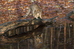 Ocicat in autums
